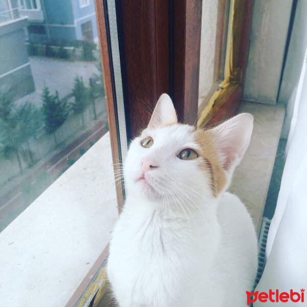 Tekir Kedi, Kedi  Karamel fotoğrafı