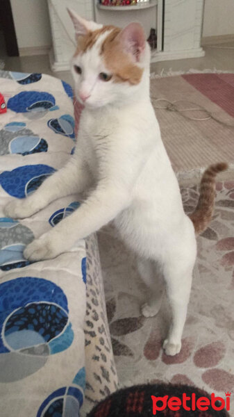 Tekir Kedi, Kedi  Karamel fotoğrafı