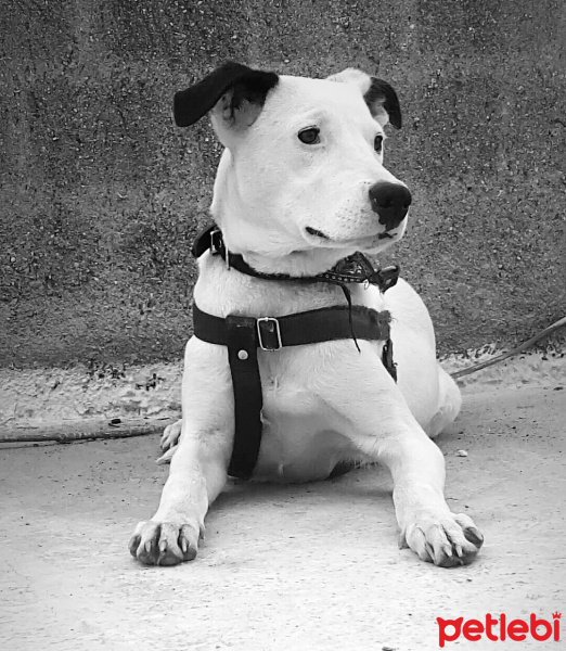 Amerikan Pitbull Terrier, Köpek  Linda fotoğrafı