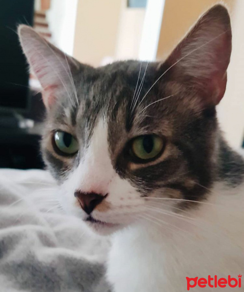 Soke, Kedi  Badem fotoğrafı