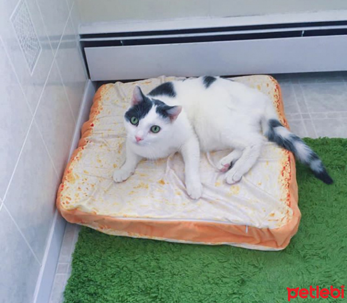 Soke, Kedi  Aslan fotoğrafı