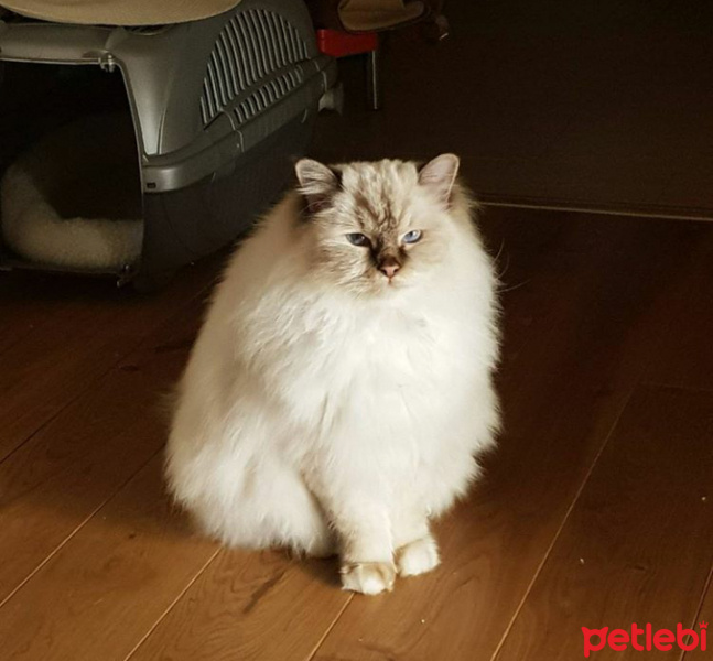 Soke, Kedi  Demir fotoğrafı