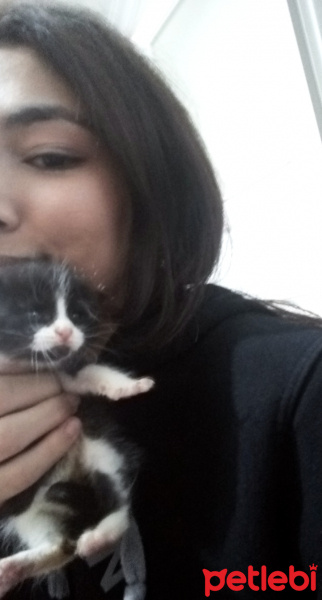 Bombay, Kedi  Belli deil fotoğrafı