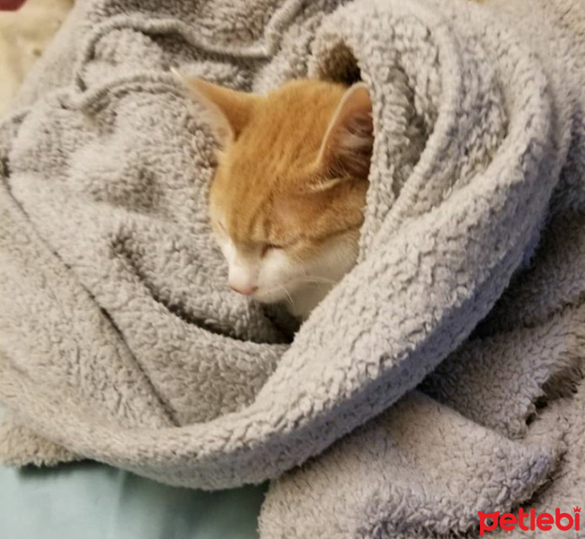 Soke, Kedi  Kızım fotoğrafı