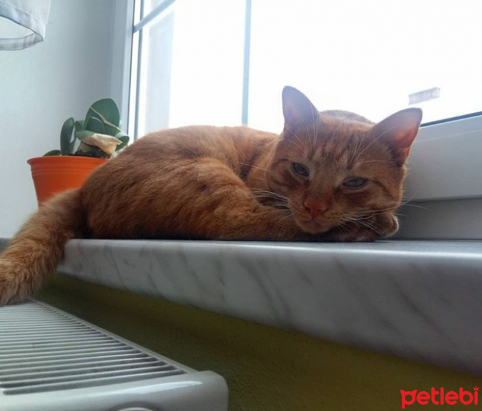 Soke, Kedi  Pati fotoğrafı