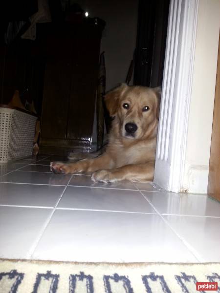 Golden Retriever, Köpek  Pars fotoğrafı