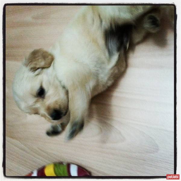 Golden Retriever, Köpek  Pars fotoğrafı