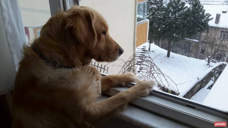 Golden Retriever, Köpek  Pars fotoğrafı