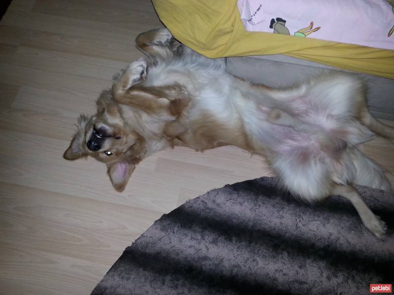 Golden Retriever, Köpek  Pars fotoğrafı