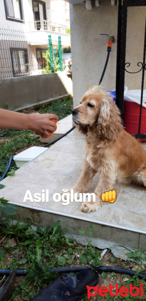 Amerikan Cocker Spaniel, Köpek  Çapkın fotoğrafı