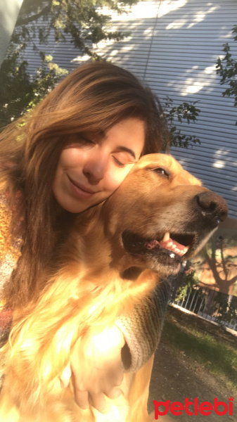 Golden Retriever, Köpek  Efe fotoğrafı