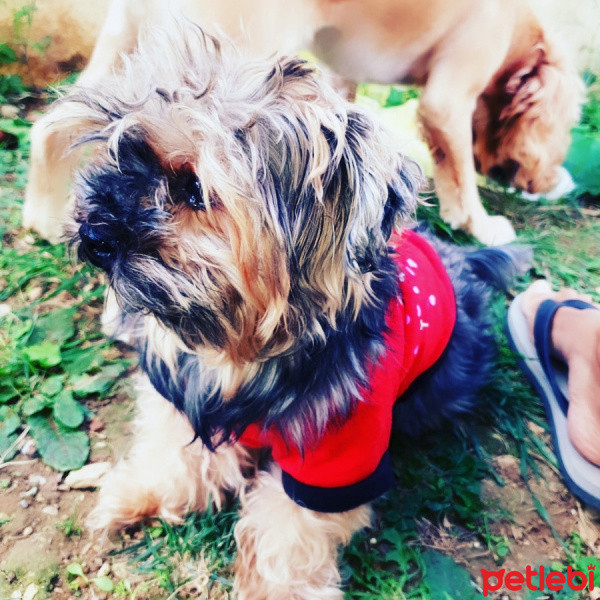 Yorkshire Terrier, Köpek  Ateş fotoğrafı