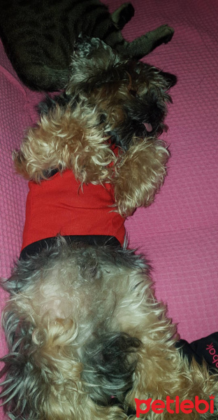 Yorkshire Terrier, Köpek  Ateş fotoğrafı