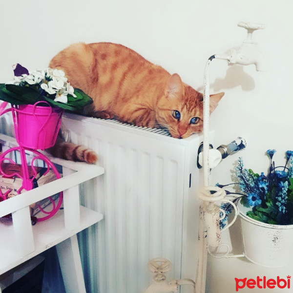 Sarman, Kedi  Mişa fotoğrafı