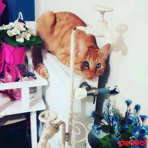 Sarman, Kedi  Mişa fotoğrafı