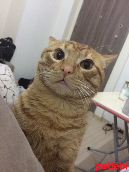 Sarman, Kedi  Chucky fotoğrafı