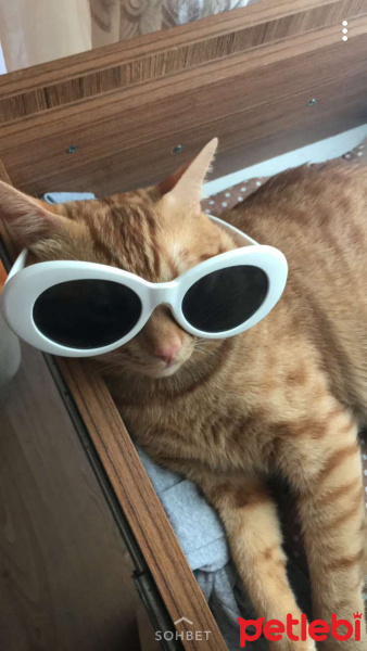 Sarman, Kedi  Chucky fotoğrafı