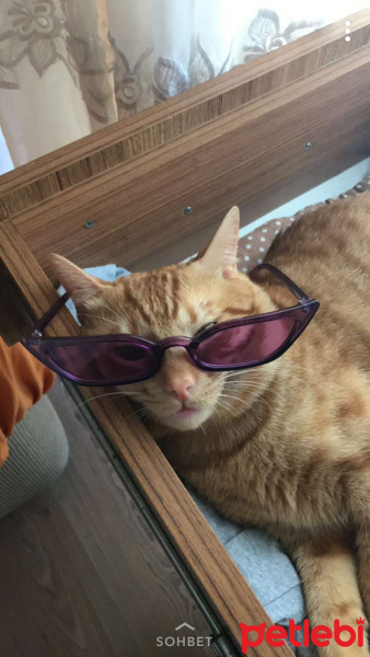 Sarman, Kedi  Chucky fotoğrafı