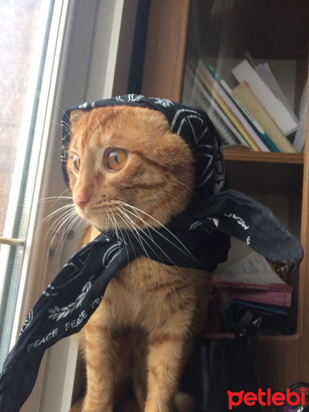 Sarman, Kedi  Chucky fotoğrafı