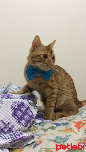 Sarman, Kedi  Chucky fotoğrafı