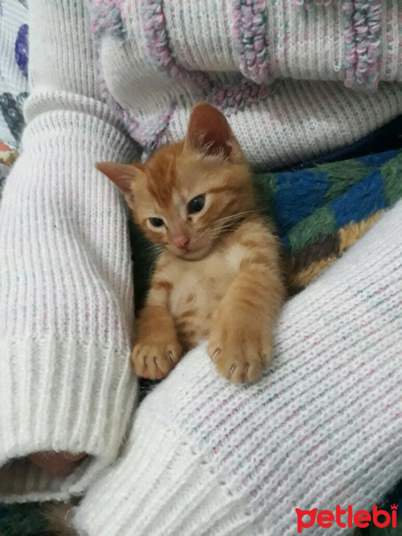 Sarman, Kedi  Chucky fotoğrafı