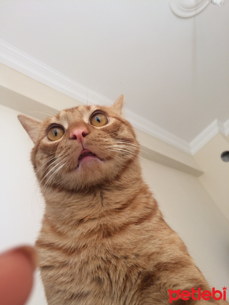 Sarman, Kedi  Chucky fotoğrafı