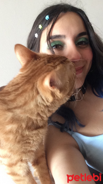 Sarman, Kedi  Chucky fotoğrafı