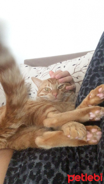 Sarman, Kedi  Chucky fotoğrafı