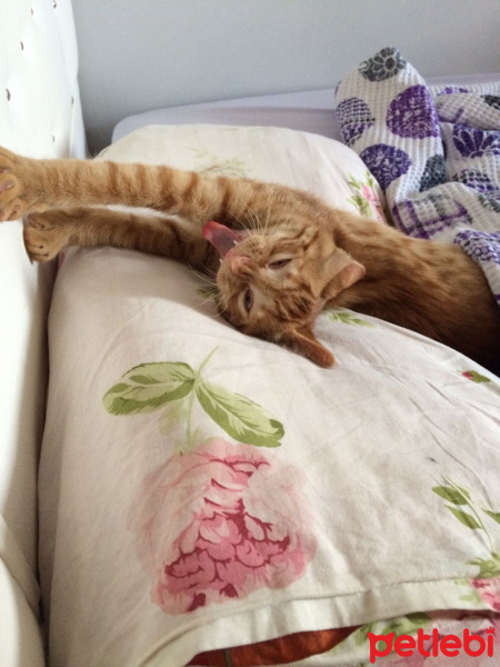 Sarman, Kedi  Chucky fotoğrafı