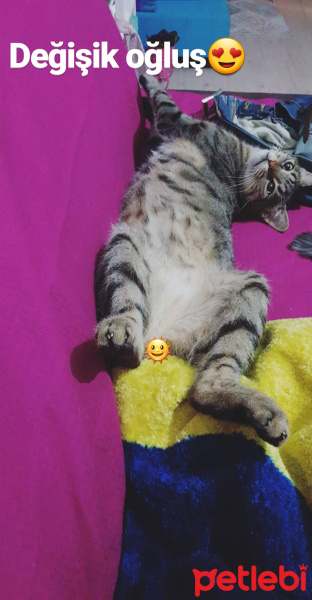 Tekir Kedi, Kedi  Toprak fotoğrafı