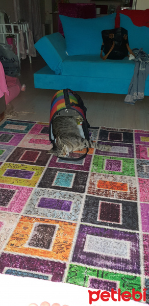 Tekir Kedi, Kedi  Toprak fotoğrafı
