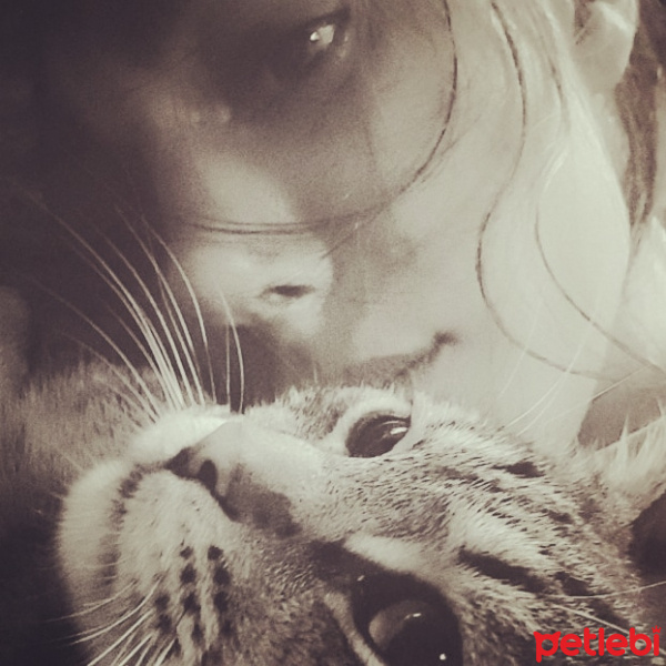Tekir Kedi, Kedi  Toprak fotoğrafı