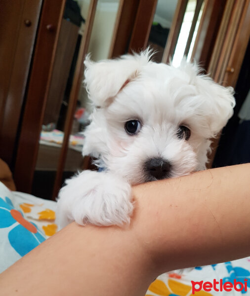 Maltese, Köpek  köpük fotoğrafı