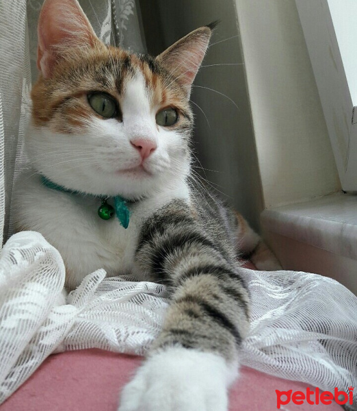Tekir Kedi, Kedi  Pofuduk fotoğrafı