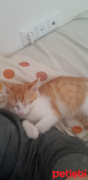 Sarman, Kedi  Jiro fotoğrafı