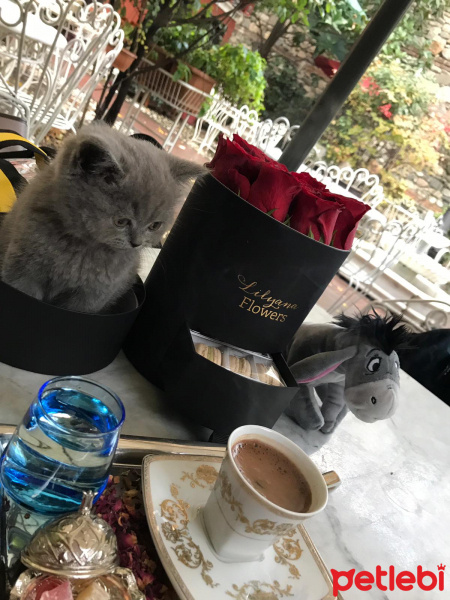 British Shorthair, Kedi  Çakıl fotoğrafı