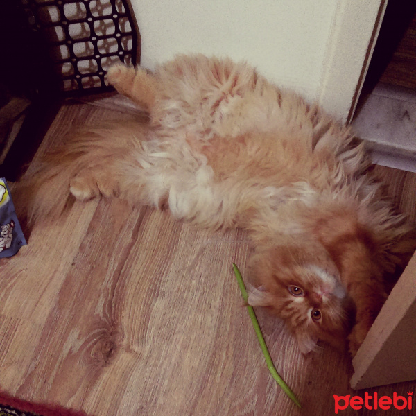 Sarman, Kedi  Miu fotoğrafı