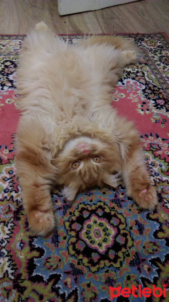 Sarman, Kedi  Miu fotoğrafı