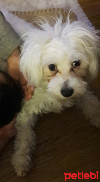 Maltese, Köpek  Pamuk fotoğrafı