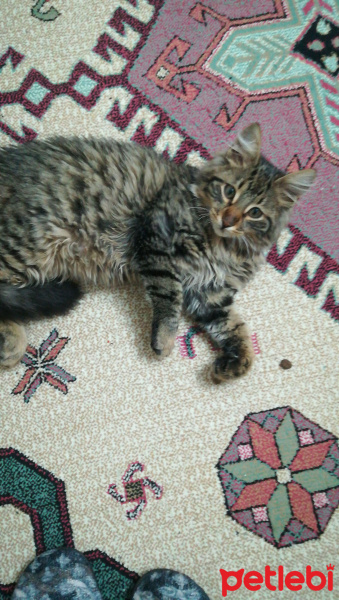 Tekir Kedi, Kedi  Lusi fotoğrafı