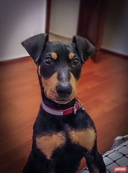 Doberman Pinscher, Köpek  Şila  fotoğrafı