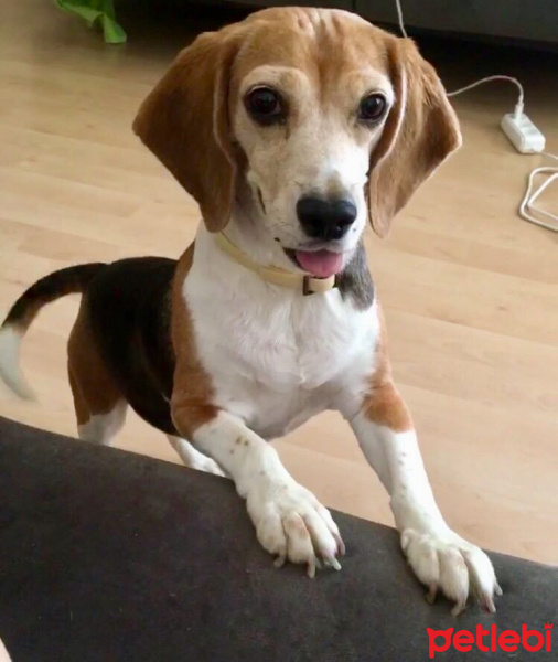 Beagle, Köpek  Badem fotoğrafı