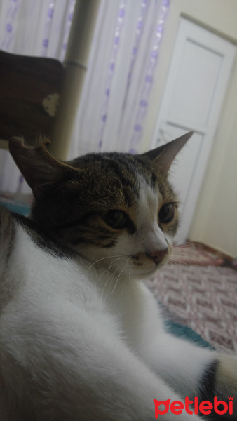 Sarman, Kedi  Poseidon fotoğrafı