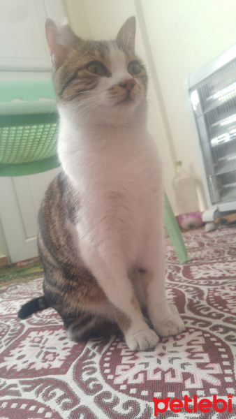 Sarman, Kedi  Poseidon fotoğrafı