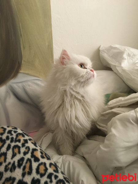 Chinchilla, Kedi  Prenses fotoğrafı