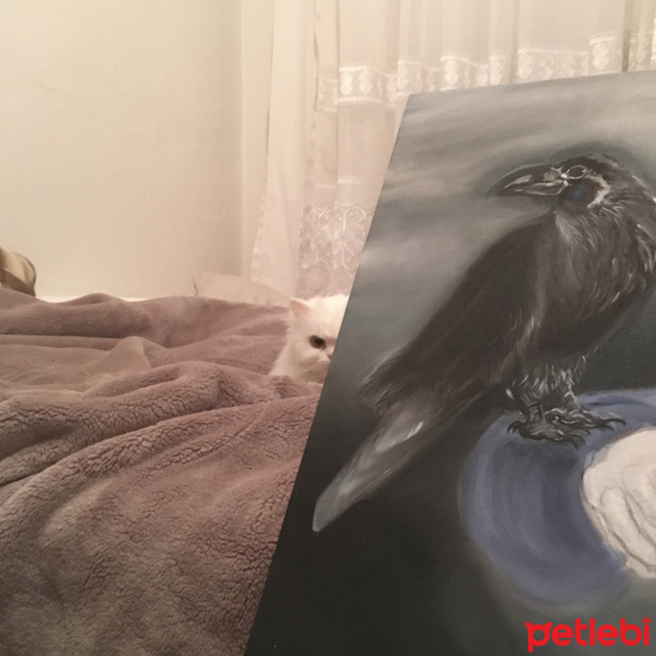 Chinchilla, Kedi  Prenses fotoğrafı