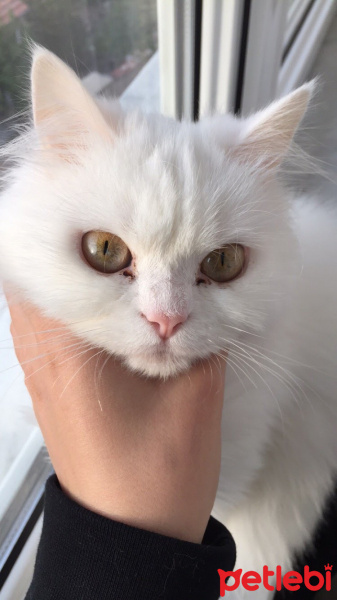 Chinchilla, Kedi  Prenses fotoğrafı