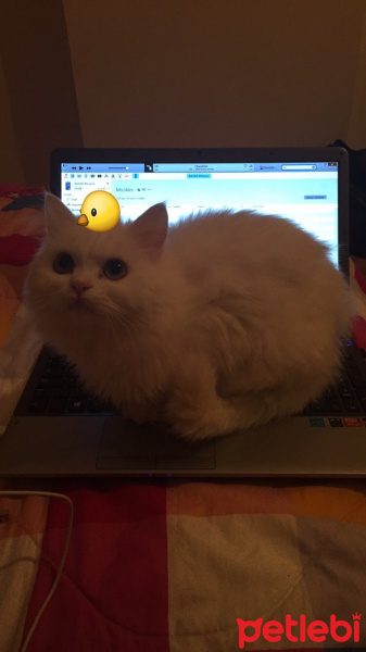 Chinchilla, Kedi  Prenses fotoğrafı