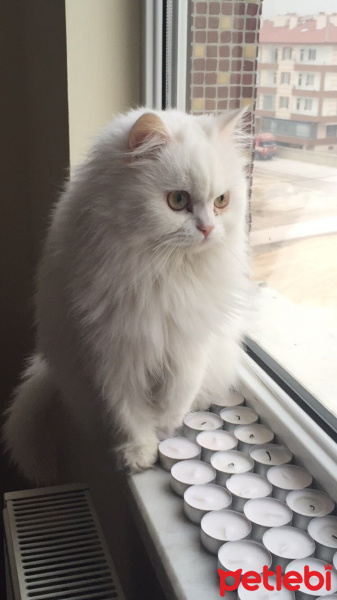 Chinchilla, Kedi  Prenses fotoğrafı