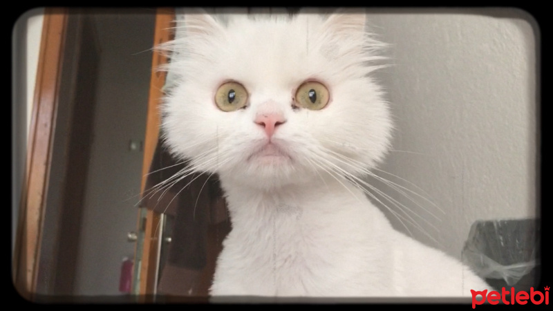 Chinchilla, Kedi  Prenses fotoğrafı
